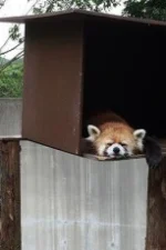 Tomomi Yoshino Staff Profile