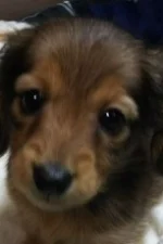 Wan Hatipisu Staff Profile