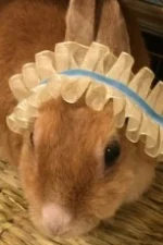 Akiko Inoue Staff Profile