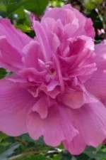 Kaitlyn Wiley Staff Profile